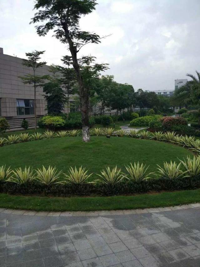 威尼斯98488绿化工程-龙岗国宝造币厂绿化养护项目